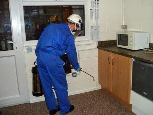 pest control service kitchen e1545248458314
